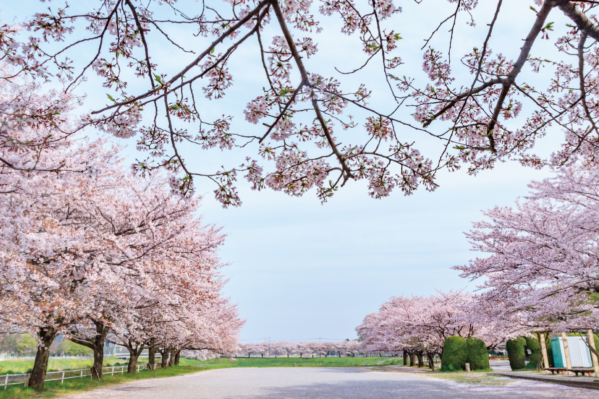 【大宮公園】