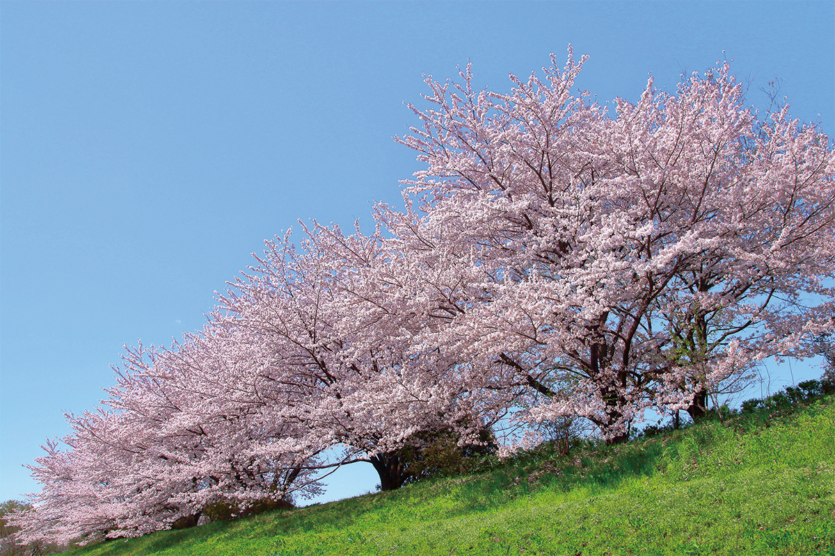 清瀬市台田の桜並木