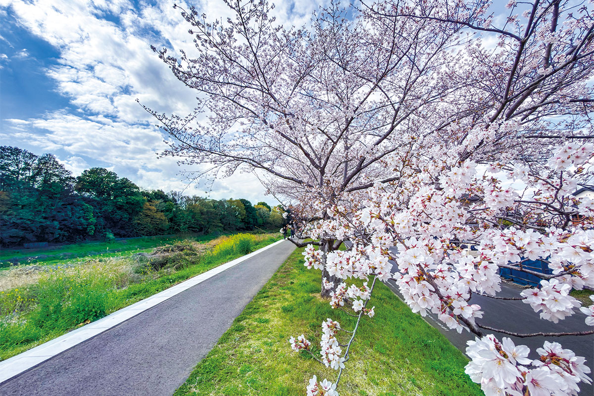 新河岸川の桜堤