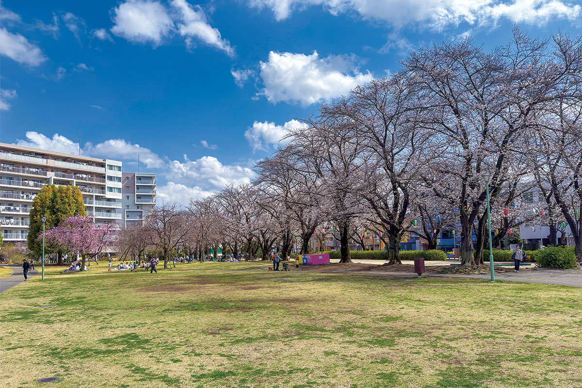 福岡中央公園(桜通り付近)