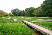 山崎公園(せせらぎ菖蒲園)