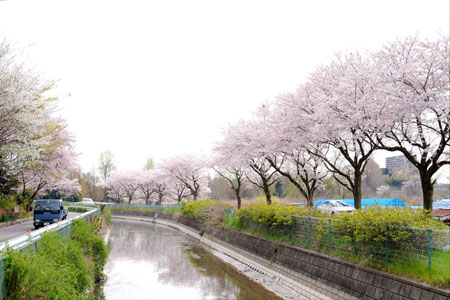 見沼代用水