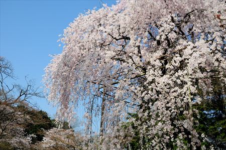 清水公園