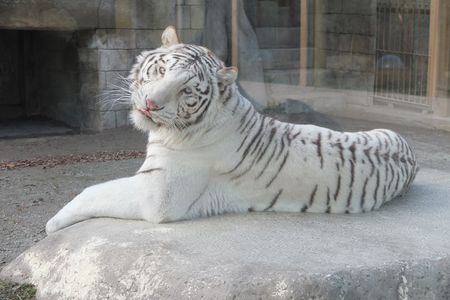 ホワイトタイガー