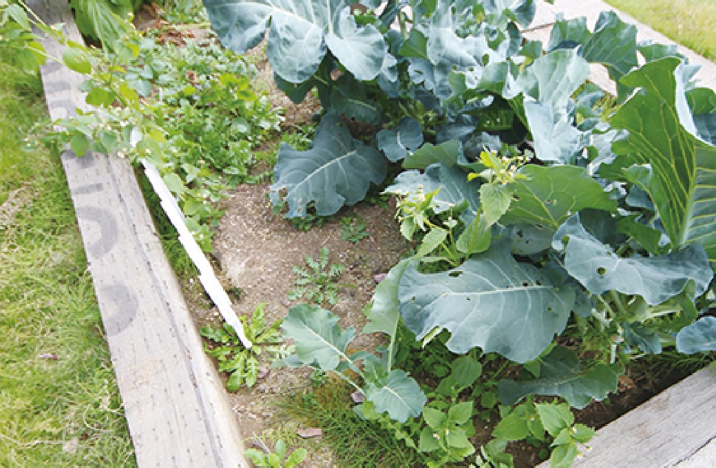 敷地内には野菜を育てる「農地ポタジェ」も設置